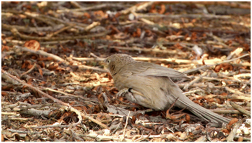 Figure 5. The price of altruism—an Alpha babbler with an injured leg after a fight with a neighboring group.