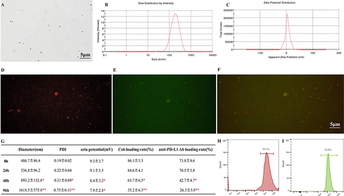 Figure 2 Characterization of Ce6@aPD-L1 NBs. (A) The morphology of Ce6@aPD-L1 NBs observed under optical microscope, Scale bar = 5µm. (B and C) The size and zeta potential of Ce6@aPD-L1 NBs detected by Zetasizer Nano ZS. (D–F) The fluorescence signal of Ce6@aPD-L1 NBs under FSMS: red fluorescence signal of Ce6, green fluorescence signal of FITC marked with anti-PD-L1 Ab, and the red and green fluorescence signal were completely coincident. Scale bar = 5µm. (G) With the time prolonging, the size and PDI were increasing, while the zeta potential, Ce6 and anti-PD-L1 Ab loading rate of Ce6@aPD-L1 NBs were decreasing. (H and I) The Ce6 and anti-PD-L1 Ab loading rate of Ce6@aPD-L1 NBs were tested by flow cytometry. *P < 0.05 **P < 0.01.