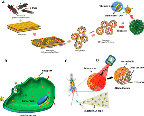 Figure 6 (A) Preparation of Dox loaded GOF-Lip-FA nano theranostic system in a schematic view, (B) Targeted cellular uptake of the GOF-Lip-FA nanohybrid and DOX release in cells body (red particles), (C) In vivo biodistribution of the platform by IV injection and cancer cells uptake, and (D) near-infrared 4T1 breast tumor cells death.Note: Copyright ©2019. American Chemical Society. Reproduced from Prasad R, Yadav AS, Gorain M, et al. Graphene Oxide Supported Liposomes as Red Emissive Theranostics for Phototriggered Tissue Visualization and Tumor Regression. ACS Applied Bio Materials. 2019; 2 (8): 3312–3320.Citation168