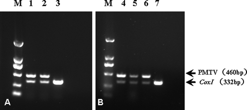 Fig. 2. Reverse transcription (RT)-PCR detection of Potato mop-top virus (PMTV) in potatoes collected in Guangdong province, China. A. Duplex RT-PCR for detection of PMTV and cytochrome c oxidase subunit one gene (COX1) in symptomatic tubers. B. Duplex RT-PCR for detection of PMTV and COX1 in progeny plants resulting from symptomatic tubers. The COX1 served as an internal indicator for the RT-PCR. The PMTV and COX1 primers were as reported in Xu et al. (Citation2004) and Nie & Singh (Citation2001), respectively. The fragment sizes were 460 bp for PMTV and 332 bp for COX1. Lanes 1 and 2, symptomatic tubers; lane 3, virus-free mini tuber (virus-free sample); lanes 4 and 5, progeny plants from symptomatic tubers; lane 6, PMTV-positive tuber, served as a positive control ; lane 7, virus-free plant.