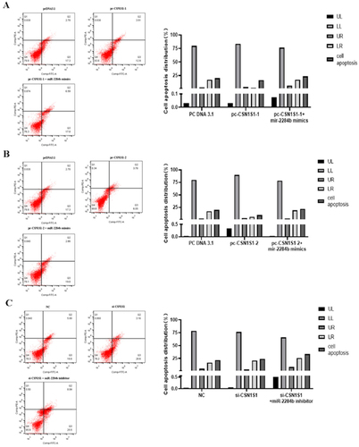 Figure 7. CSN1S1-1/-2 Genes inhibit the apoptosis of GMECs. A shows the experimental results of overexpression of the CSN1S1-1, B shows the experimental results of the overexpression of the CSN1S1-2, C shows the experimental results of the si-CSN1S1 gene. The lower left quadrant (LL) showed normal cells. The upper left quadrant (UL) showed necrotic cells. The upper right quadrant (UR) showed late apoptotic cells. The lower right quadrant (LR) showed early apoptotic cells.