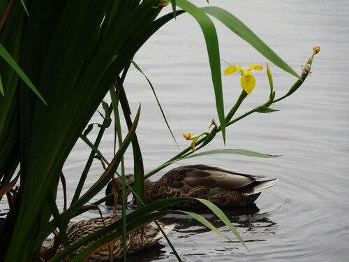 Figure 1. Image of ducks captured by Agent D.