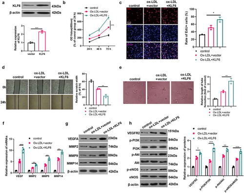 Figure 6. KLF6 promoted Ox-LDL-mediated angiogenesis. A. HUVECs were transfected with KLF6 overexpression plasmid, and western blot was used to detect the expression of KLF6. Ox-LDL (5 μg/ml) were used to treat KLF6 over-expressed cells for 24 hours; B: CCK8 was used to detect the proliferation of HUVECs; C: the cell viability of HUVECs was measured by EdU method; D: the migration of HUVECs was detected via cell scratch test; E: the blood vessel formation ability of HUVECs was detected by tube formation assay. *, **, *** represents p < 0.05, p < 0.01 and p < 0.001, respectively. N = 3; F-G: the expressions of VEGF, MMP2, MMP9, MMP14 were detected via RT-PCR (f) and western blot (g). H: the activation of VEGFR2/PI3K/Akt/eNOS pathway was measured by western blot (h). *, **, *** represents p < 0.05, p < 0.01 and p < 0.001, respectively. N = 3