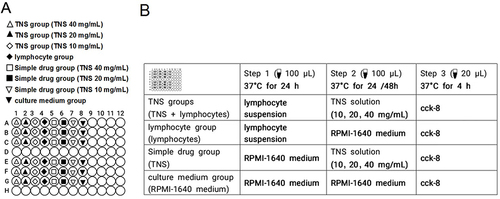 Figure 1 Grouping and treatment of rat peripheral blood lymphocyte proliferation detected using CCK-8 method. (A) The arrangement of the groups in the culture plates; (B) The order and procedure of treatment in each group.