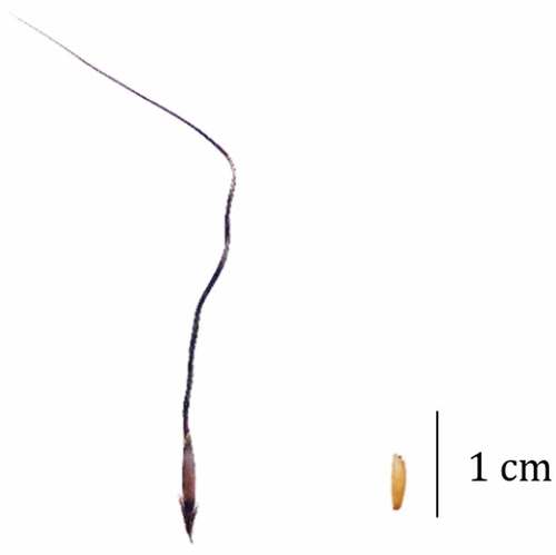 Figure 4. T. triandra seed diaspore (left); T. triandra naked caryopsis (right).Note: Seed length varies, generally <5 mm. Figure contributed by Dylan Male.