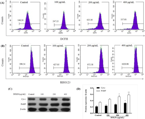 Figure 5. DOLPs-mediated accumulation of intracellular ROS in Hela cells. (A) The intracellular ROS level measured by a DCFH-DA probe; (B) The ΔΨm measured by rhodamine-123; (C, D) The protein expression of Cyt-c and PARP. * p < 0.05, ** p < 0.01.