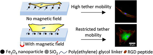 Figure 12 Schematic diagram of the silica coated MNPs modified glass substrate controlled cell adhesion, spreading and differentiation of hMSCs by magnetic field.