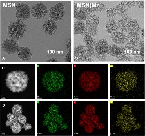 Figure 1 (A) TEM images of MSN (scale bar: 100 nm); (B) TEM images of MSN(Mn); (C) element mapping of a single MSN(Mn) sphere, (Si, O, and Mn are indicated in green, red, and yellow, respectively); (D) element mapping of multiple MSN(Mn) spheres.