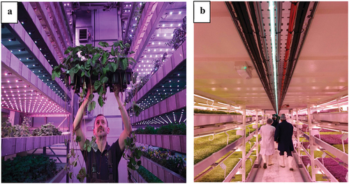 Figure 1. Indoor vertical farming with the automated controlled system in the UK. (a) via a unique modular and scalable system called total controlled environmental agriculture (TECA), Intelligent Growth Solutions Ltd. use 50% of less energy required by comparable systems for growing vegetables (photo provided by Intelligent Growth Solutions company). (b) Growing-Underground is the first commercial hydroponic farm of Zero Carbon Food Ltd. which utilised the discarded underground shelter in the UK (photo provided by Zero Carbon Food Ltd/Growing-Underground).