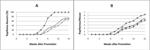 Figure 3.  Inhibitory effects of compounds 13, 15, and 19 on DMBA–TPA mouse skin carcinogenesis. Tumor formation in all mice was initiated with DMBA (390 nmol) and promoted with TPA (1.7 nmol) twice weekly beginning 1 week after initiation. (A) Papilloma percentage in mice. (B) Average number of papillomas/mouse. (♦) Control TPA alone; (▪) TPA + compound 13 (85 nmol); (×) TPA+ compound 15 (85 nmol); (▴) TPA +compound 19 (85 nmol). After 15 weeks of promotion, a significant difference in the number of papillomas/mouse between the treated groups and the control group was evident (p <0.05). In Figure 3A, the trace for compound 19 is superimposed with that for compound 13.