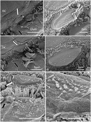 Figure 9. SEM images of sIHCs. Image a: A sIHC is located at the modiolar side of the IHCs near a ‘gap’ with a missing IHC. Image b: An image at higher magnification of the cell shown in Image a. The sIHC stereocilia are rudimentary and stub-like. Image c: A sIHC whose cell surface shows several ciliary stubs and several longer cilia. Image d: Another sIHC near a ‘gap’ with a missing IHC. The surface exhibits several stereocilia stubs. Image e: A sIHC (white arrow) is magnified in Image f. A gap with missing IHCs is marked with a dark arrow.