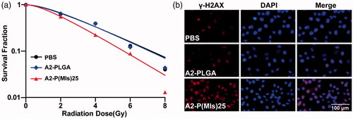 Figure 3. The radiosensitizer of A2-P(MIs)25 in vitro. (a) Clonogenic survival curves of C6 cells cultured with A2-PLGA, and A2-P(MIs)25 under hypoxic condition (pO2: 2%) following treatment with 0, 2, 4, 6 and 8 Gy. (b) Immunocytochemical analysis of γ-H2AX expressed C6 cells. Cells were treated by incubation with A2-PLGA, and A2-P(MIs)25 for 4 h under hypoxic condition (pO2: 2%) followed by irradiation with 2 Gy using the dose rate 0.3 Gy min−1. Cells were stained with an anti-γ-H2AX antibody (red) and DAPI (blue) 24 h after RT. Scale bar, 100 μm.