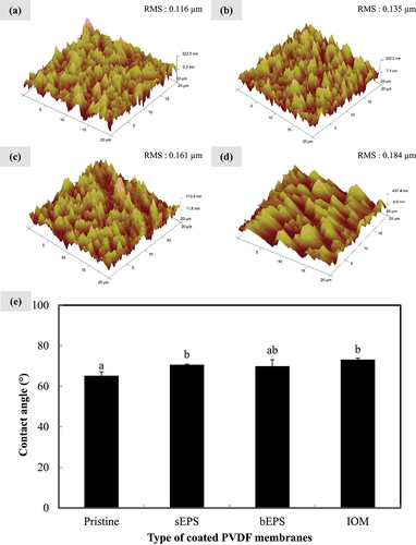 Figure 1. Atomic force microscopy images of (a) pristine, (b) sEPS-coated, (c), bEPS-coated, and (d) IOM-coated PVDF membranes; (e) water contact angles on each type of PVDF membranes with pristine membrane as control group. Bars represent triplicate mean± standard deviation. Different lowercase letters on the bars signify the significant difference (p < 0.05) according to the ANOVA analysis and post hoc comparison.