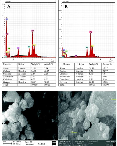 Figure 4. Energy-dispersive X-ray profile of A. indica leaves (A) and bark (B) silver nanoparticles (AgNPs) showing their elemental composition. Scanning electron microscopy images of A. indica leaves (C) and bark (D) AgNPs.