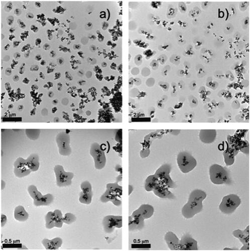 Figure 3. TEM images of pNIPAM@Fe3O4-3BA samples prepared with different monomer concentrations (a) 50, (b) 75, (c) 150 and (d) 200 mM.