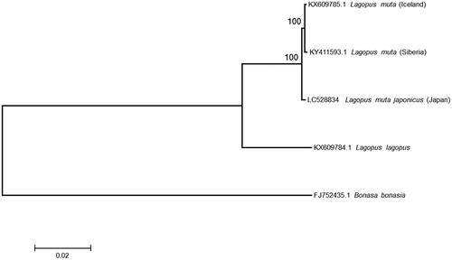 Figure 1. The ML tree of rock ptarmigans based on mitogenome data. Bonasa bonasia and Lagopus lagopus were used as outgroup. The best nucleotide substitution model (GTR+I+Γ model) selected by the Bayesian Information Criterion was used for the tree inference. Accession numbers and scientific name of each sequences were shown. As for rock ptarmigans, the geographic locations were also shown in parentheses. The nodal numbers indicate the bootstrap probabilities with 1,000 replications. 