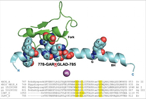 Figure 5. The Ec RNAP bridge helix highlighting the β′ 778-GARKGL-783 N-terminal hinge. R780 penetrates the β fork. A broad alignment of bridge helix sequences is shown. Sc II: Saccharomyces cerevisiae RNAP II; Ss: Sulfolobus solfataricus RNAP (archaeal); At I: Arabidopsis thaliana RNAP I; Gg III: Gallus gallus RNAP III; Tt: Thermus thermophilus RNAP; Ec: Escherichia coli RNAP.