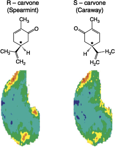 Figure 2. This figure shows olfactory bulb activation by enantiomers in rat preparations. Note how similar the activation is in both cases. Reproduced with permission from Ref. [Citation38].