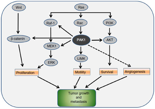Figure 2 PAK1 functions as a node for multiple signaling pathways.