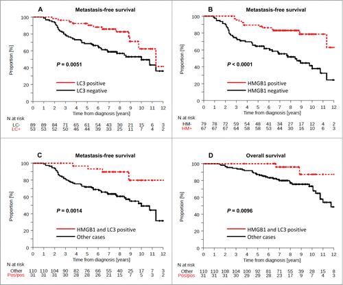 Figure 3. Kaplan-Meier survival plots of the training cohort. Metastasis-free survival (MFS) in the training cohort according to (A) cytoplasmic LC3B puncta in breast cancer cells (>10% = positive, or <10% = negative), (B) nuclear HMGB1 expression in breast cancer cells (>50% = positive, or <50% = negative). Breast cancer-specific survival (BCSS) in the PACS04 trial according to (B) cytoplasmic LC3B puncta and (D) nuclear HMGB1 expression. P values were calculated using the log-rank test.