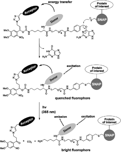 Principle of the photoactivatable and photoconvertible fluorophores for labeling of SNAP-tagged proteins.Reprinted with permission © 2010 ACS.