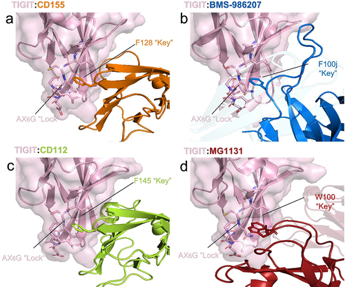 Figure 3. TIGIT recognition comparisons by BMS-986207 and natural ligands. The TIGIT AX6G lock, shown as sticks, is occupied similarly by (a) CD155 F128 (PDB ID 3UDW), (b) BMS-986207 HCDR3 F100j, (c) CD112 F145 (PDB ID 5V52), and (d) MG1131 HCDR3 W100 (PDB ID 7VYT).