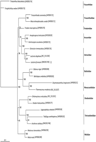 Figure 1. Phylogenetic position of Lactoria fornasini. Phylogenetic relationships (maximum-likelihood) of species of the order Tetraodontiformes based on first and second codon of 12 PCGs in the mitochondrial genome. Numbers beside each node represent percentages of 100 bootstrap values.