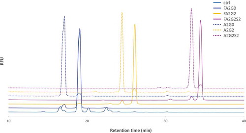 Figure 3. 2-AB labeled released N-glycan analysis of the transglycosylated glycoforms. N-glycans of heavy chain of the transglycosylated glycoforms were enzymatically released by PNGaseF and labelled by 2-AB for fluorescent detection in the HILIC mode separation to confirm the intended enrichment of N-glycans. Relative peak abundance of each glycoform was also described in Table 1, showing over 90% homogeneity for all transglycosylated glycoforms generated.