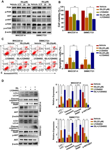 Figure 6 PI3K signaling pathway inhibitors promote apoptosis induced by ISL in HCC cells. (A) The related protein levels of PI3K, p-PI3K, Akt, p-Akt, mTOR and p-mTOR were determined by Western blot. Cells were incubated to ISL (25μM) in combination with or without 10 μM LY294002 for 24 h. (B) Cell viability was analyzed by MTT assay after cells were treated with the indicated concentration of ISL with or without LY294002 for 24 h. The data were represented as mean ± standard error of mean (**P<0.01, ***P<0.001 VS ISL group). (C) Cell apoptosis was analyzed by flow cytometry. The data are presented as mean ± standard error of the mean (n=3), **P<0.01 vs the LY294002-untreated group. (D) Western blot analysis of LC3-I/II, Cleaved-PARP, Cleaved-Caspase3, Bcl-2, and Bax in human hepatocellular carcinoma (HCC) cells. *P < 0.05, **P < 0.01, and ***P < 0.001 versus the ISL group.