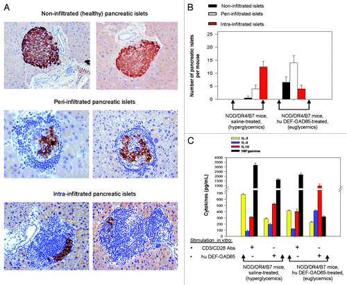 Figure 3. Pancreatic and T-cell analyses of NOD/DR4/B7 dTg mice treated with hu DEF-GAD65 reagent. (A) two representative, fully functional pancreatic β-islets lacking lymphocyte infiltration (upper panels), or peri-infiltrated β-islets (middle panels), or intra-infiltrated β-islets from the group of NOD/DR4/B7 dTg mice treated with hu DEF-GAD65 reagent as in Figure 2, panel A. Pancreata from both groups of mice were analyzed after treatment interruption, when mice reached 11 mo of age. Shown in each panel are the HE staining of infiltrating lymphocytes (dark blue) and the presence of intra-islet insulin granules stained with a rabbit anti-Insulin-HRP conjugate. Of note, the peri-infiltrated islets show higher amount of insulin granules as compared with the intra-infiltrated islets. (B) Comparative morphologic analysis of pancreatic islet infiltration in NOD/DR4/B7 dTg mice treated or not with hu DEF-GAD65 reagent as in Figure 2A. The pancreata from both groups of mice were analyzed when mice reached 11 mo of age. Some 20–25 β-islets per pancreas were analyzed from individual mice (n = 5 mice/group). Of note, treated mice showed a significantly higher number of pancreatic peri-infiltrated islets than those in the control group. (C) cytokine analysis in stimulated spleen cultures from NOD/DR4/B7 dTg mice treated or not with hu DEF-GAD65 reagent. Of note, the CD4 T-cells from NOD/DR4/B7 dTg mice treated in vivo with hu DEF-GAD65 reagent secreted a significantly higher amount of IL-4 and IL-10, and lower amount of IFN-γ than those from saline-treated animals (control group). Shown are the mean values of cytokines ± SD for 4 individual mice in each group.