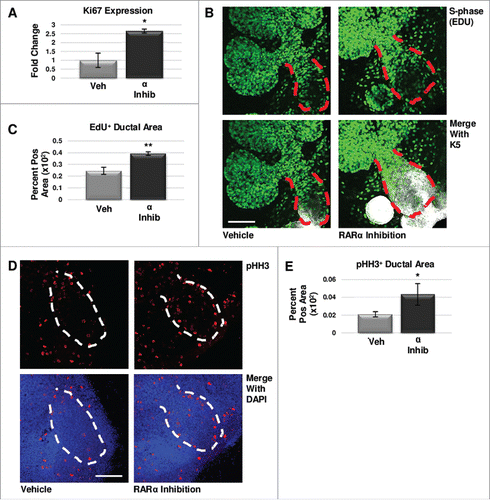 FIGURE 3. RARα maintains K5+ cells through negative cell cycle regulation. (A) E12.5 glands were cultured for 24 hours with or without RARα inhibitor. Analysis of non-phase specific cell cycle marker Ki67 using qPCR indicates RARα inhibition increases Ki67 expression, suggesting an overall increase in cells traversing the cell cycle. Mean represents two experiments run in triplicate with n ≥ 5 glands per condition. Statistical analysis performed using Student's two-tailed t-test. p = 0.03. (B) E12.5 explants were cultured for 48 hours with or without RARα inhibitor. EdU was incorporated into the media during the last two hours of culture to mark cells in S-phase showing increased staining in the main duct (outlined in red) with RARα inhibition. Scale bar,100 μm. (C) Quantification of ICC indicates significantly increased EdU staining in the main duct of RARα-inhibited glands as compared to vehicle control, indicating increased numbers of cells in S-phase. EdU+ area normalized to total main duct area. Veh n = 23, α ago n = 13, α inhib n = 9 explants. Statistical analysis completed using Student's two-tailed t-test. **p = 0.005. (D) ICC for M-phase marker, phospho-histone H3 (pHH3), shows an increase in staining in the main duct (outlined in white) of RARα-inhibited glands as compared to control. Scale bar, 100 μm. (E) Quantitative ICC for pHH3 shows an increasing trend in the main duct of RARα-inhibited glands as compared to control. pHH3+ area normalized to total main duct area. Veh n = 22, α ago n = 13, α inhib n = 9 explants. Statistical analysis completed using Student's two-tailed t-test. *p = 0.02.