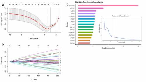 Figure 5. (a) The mean-squared error of LASSO regression. Y-axis represents mean-squared error. X-axis represents the ideal gene feature amount on various of lambda value. Left dotted line means the minimum of mean-squared error and the right dotted line means one standard deviation above minimum of mean-squared error. (b) Coefficients distribution trend of LASSO regression. (c) The importance of hub gene features based on random forest algorithm and the ideal gene feature amount