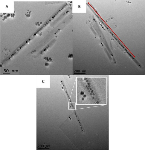 Figure 4. Additional BaTiO3@hexaniobate samples. (A) The capture of larger BaTiO3 particles. (B) An exceptionally long (> 1 μm) NPP is observed. (C) Two rows of encapsulated BaTiO3 nanoparticles can be seen in the centre of the nanoscroll.