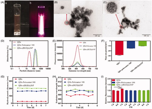 Figure 2. Physicochemical characteristics of the QDs, QDs-poloxamer 188 and QDs-c(RGDyk)NP. (A) Bright-field image (a) and fluorescence image (b) of QDs-c(RGDyk)NP; (B) TEM images of QDs-poloxamer 188; (C) TEM images of QDs-c(RGDyk)NP; (D) hydrodynamic diameter of QDs, QDs-poloxamer 188 and QDs-c(RGDyk)NP at the same concentration; (E) emission wavelength and fluorescence intensity of QDs, QDs-poloxamer 188 and QDs-c(RGDyk)NP at the same concentration; (F) mean zeta potential of QDs, QDs-poloxamer 188 and QDs-c(RGDyk)NP; (G) variation in particle size of QDs, QDs-poloxamer 188 and QDs-c(RGDyk)NP; (H) variation in emission wavelength of QDs, QDs-poloxamer 188 and QDs-c(RGDyk)NP; and (I) stabilities of QDs, QDs-poloxamer 188 and QDs-c(RGDyk)NP under different pH conditions (**p < .01).