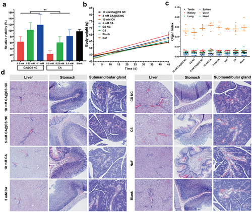 Figure 3. (a) In vitro cytotoxicity assay of CA@CS NC and CA. (b) Rat body weight changes and (c) Organ index in the rat model. (d) HE stained sections of rat liver, stomach and submandibular gland.