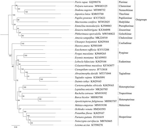 Figure 1. Phylogenetic relationships based on the 13 mitochondrial protein-coding genes sequences inferred from RaxML. Numbers on branches are bootstrap support values (BS).