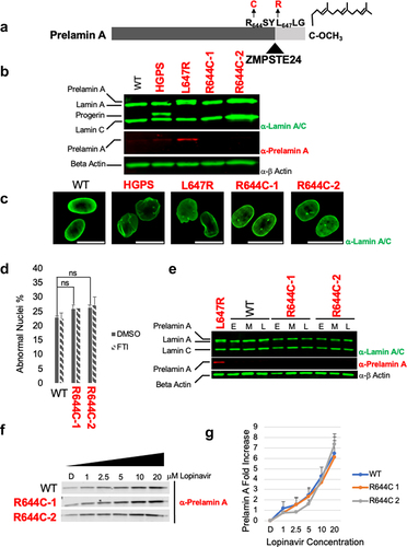 Figure 4. R644C patient cells have no apparent prelamin a processing defect and normal nuclear morphology. (a) The six residues (644RSYLLG649) in prelamin A that flank the ZMPSTE24 processing site are indicated. The L647R mutation that blocks processing and causes a MAD-B-like disease [Citation52] and the R644C patient mutations (this study) are indicated in red. Other features shown are as in Figure 1. (b) Protein extracts from control (WT) and patient cell lines were analyzed by SDS-PAGE and immunoblotting with anti-lamin A/C, anti-prelamin A and anti-β-actin antibodies, as indicated. (c) Representative immunofluorescence images of control and patient cell lines cell nuclei, stained with anti-lamin A/C antibody. Scale bar is 20 µm. (d) Percentage of abnormal nuclear morphology in untreated (vehicle only) or FTI-treated patient cells are shown, as described in the legend of Figure 3. The difference between abnormal nuclear morphology of WT and R644C-1 and -2 cells is not significant (P > 0.05); nor is there a significant difference in abnormal nuclear morphology between untreated and FTI-treated cells for each patient cell line (P > 0.05), as determined by unpaired two-tailed t-test. (e) Immunoblot of early (E), mid (M), and late (L) passages of control (WT) and R644C patient cells, staining with α-laminA/C and α-prelamin A antibodies. Passages E, M, and L are passage numbers 15, 20, and 26 for WT cells, 15, 23 and 27 for R644C-1 cells, and 15, 20 and 26 for R644C-2 cells. (f) Immunoblot blot of control and R644C patient cell lines treated with the indicated increasing concentrations of lopinavir (LPV). Proteins were analyzed by SDS-PAGE and western blotting with α-prelamin A antibodies. (g) Quantification of samples in (f). Band intensity was quantified using Licor Image Studio Lite. Three independent protein lysates were blotted and analyzed. Values are means (n = 3), error bars are SEM.