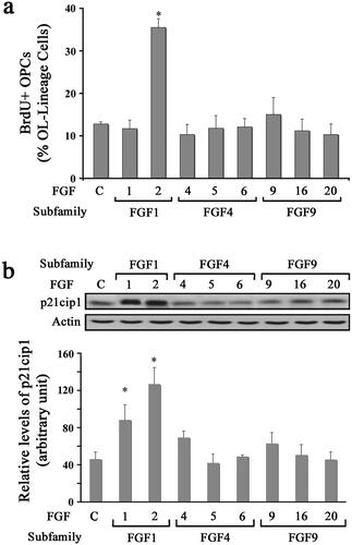 Figure 1. Diverse effects of FGFs on the proliferation of oligodendrocyte progenitors. OPCs were grown in the absence (control) or presence of FGF1, FGF2, FGF4, FGF5, FGF6, FGF9, FGF16, or FGF20 for 1–2 d and their effect on proliferation was analyzed. (a) The quantification of the numbers of BrdU + OPCs, expressed as percentage of total OL-lineage cells (A2B5+/O4+ cells) show that only FGF2 induces a statistically significant increase in proliferating OPCs compared with controls. (b) Quantification of the levels of p21cip1 after 2 d of exposure to FGFs show that FGF1 and FGF2 caused a statistically significant increase in its levels. Error bars represent SEM; N = 3 independent experiments, each performed in triplicate. *p < .05. FGF1, FGF2, FGF4, FGF6, FGF9 were used at 10 ng/ml and FGF5, FGF16, FGF20 at 20 ng/ml. Inset, representative immunoblot for the expression of p21cip1 and actin as protein loading control.