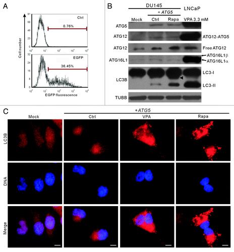 Figure 4. Transfection of the wild-type ATG5 gene rescued autophagy in DU145 cells. (A) Before transfection of the wild-type ATG5 gene, pEGFP-N1 plasmid with different ratios to transfection reagent was transfected into parental DU145 cells, and the percentages of cells expressing EGFP were analyzed by flow cytometry. Under optimal transfection condition, about 36% cells expressed EGFP (lower panel) compared with control. (B) The expression of ATG5 and other proteins was probed by western blotting. Cells transfected with the empty vector (mock) were recruited as a negative control. Remarkably, the conversion of LC3B-I into LC3B-II was restored with wild-type ATG5 expression. A sample of 3.3 mM-VPA-treated LNCaP cells was used as a positive control of LC3B-II and ATG5 expression. Arrowhead indicates 17-kDa bands of LC3B. (C) DU145 cells were transfected with mock or ATG5 plasmids, followed by treatment with 3.3 mM VPA or 2 μg/ml rapamycin for 24 h. The cells were then fixed and stained with LC3B antibody, followed by CF568-conjugated second antibody. Fluorescent images were obtained by fluorescence microscopy with a 100× oil objective lens (Scale bar: 10 μm). LC3B fluorescent puncta were only observed in ATG5-rescued samples, including the ATG5-transfected control with basal autophagy. Ctrl, control; Rapa, rapamycin.