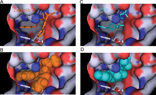 Figure 3. Comparison of Zelpolib with dCTP in binding to the active site of Pol δ. Zelpolib in stick (A) and ball (B) representation with dCTP (C and D) in comparison.