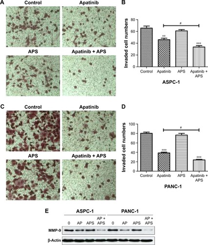 Figure 3 APS enhanced the inhibition of cell invasion suppressed by apatinib.