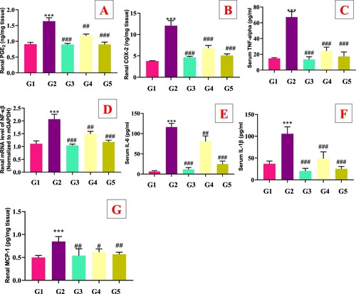 Figure 8. Effect of genistein on serum inflammatory cytokines levels in PO-induced hyperuricemic mice. (A) Renal PGE2, (B) Renal COX-2, (C) Serum TNF-α, (D) Renal genes expression of NF-κβ, (E) Serum IL-6, (F) Serum IL-1β, (G) Renal MCP-1, G1: normal group, G2: Model control group, G3: positive control group, G4: low dose genistein treated group, G5: High dose genistein treated group, *p < .05, **p < .01, ***p < .001 compare with G1, #p < .05, ##p < .01, ###p < .001 compare with G2.