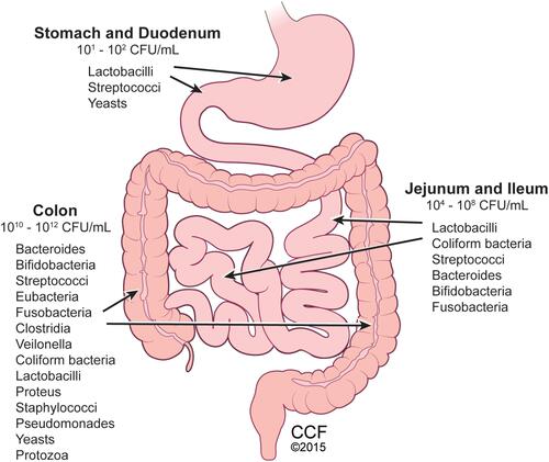 Figure 1 Distribution of gut microbes within human gastrointestinal tract. Microbiota comprised of bacteria, fungi, yeasts, viruses, and protozoa present throughout the gastrointestinal system, with colon containing the highest number and diversity of microbes. Reprinted with permission, Cleveland Clinic Center for Medical Art & Photography ©2015. All Rights Reserved.Citation163