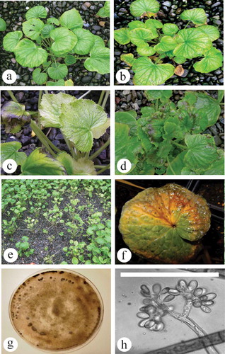 Fig. 1 (Colour online) Symptoms of botrytis leaf blight on wasabi plants in a commercial greenhouse. (a) Healthy plant. (b) Initial yellowing and necrosis on leaf margins. (c) Small flecking on upper leaves of plant. (d) Severe marginal necrosis under conditions of high moisture. (e) Blighting, stunted plants and plant death resulting in gaps in the plant stand. (f) Symptoms on wasabi leaf resulting from inoculation with Botrytis isolate. (g) Isolate growing on PDA, with sclerotial formation at the colony margins. (h) Branched conidiophore with conidia from PDA culture. Scale bar = 100 µm.