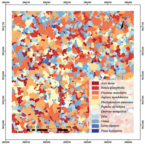 Figure 8. Tree species distribution map using combined ULS and UHSI data for the same UAV site example as in Figure 1.