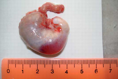 Fig. 2.  Rat fasted for 16 hours, received 0.5 mL of Freon, and was killed 8 hours later. Gross view of the outer surface of the stomach. Red discoloration due to congestion and hemorrhage in an area of the stomach.