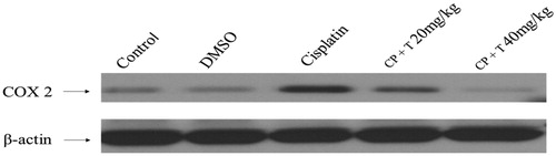 Figure 3. Effect of compound 3 treatment in regulating COX-2 protein expression in liver tissues of rats inoculated with cisplatin (12 mg/kg dose). Immunoblot analysis of COX-2 and β-actin in rat hepatocytes (n = 7). CP: cisplatin, T: compound 3 treatments.