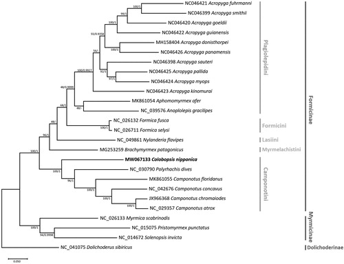 Figure 1. Maximum-likelihood (bootstrap repeat: 10,000) and Bayesian Inference (1,100,000 generations) phylogenetic trees of all available 22 Formicinae ant mitochondrial genomes: Colobopsis nipponica (MW067133, this study), Camponotus atrox (NC_029357), Camponotus chromaiodes (JX966368), Camponotus concavus (NC_042676), Camponotus floridanus (MK861055), Polyrhachis dives (NC_030790), Acropyga donisthorpei (MH158404), Acropyga fuhrmanni (NC046421), Acropyga goeldii (NC046420), Acropyga guianensis (NC046422), Acropyga kinomurai (NC046423), Acropyga myops (NC046424), Acropyga pallida (NC046425), Acropyga panamensis (NC046426), Acropyga sauteri (NC046398), Acropyga smithii (NC046399), Anoplolepis gracilipes (NC_039576), Aphomomyrmex afer (MK861054), Formica fusca (NC_026132), Formica selysi (NC_026711), Nylanderia flavipes (NC_049861), Brachymyrmex patagonicus (MG253259), and four outgroup species: Myrmica scabrinodis (NC_026133), Solenopsis invicta (NC_014672), Pristomyrmex punctatus (NC_015075), and Dolichoderus sibiricus (NC_041075). Phylogenetic tree was drawn based on maximum-likelihood tree. The numbers above branches indicate bootstrap support values of maximum likelihood tree and posterior probability of Bayesian Inference tree, respectively.