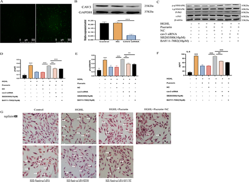Figure 6 Puerarin inhibited HGHL-induced inflammatory damage via up-regulated CAV3 expression. (A and B) CAV3 expression was significantly downregulated upon transfection with CAV3siRNA. (C-E) SB203580 significantly decreased phosphorylation levels of p/t-p38MAPK induced by CAV3 siRNA transfection; BAY11-7082 significantly reduced phosphorylation levels of p/t-p38MAPK induced by CAV3 siRNA transfection. (F) CAV3 siRNA significantly improved puerarin-treated IL-6 expression level. (G) The myocardial cells had significant morphological changes after the transfection of CAV3 siRNA. The Western blot analysis was conducted with 6 replicates for each group, while the IL-6 release assay was conducted with 6 replicates per group. All HE staining images were obtained via a microscope with 200× amplification and the scale bars in the panel were 50 µm. The statistical significance of the observed effects was indicated by **p<0.01 and ***p<0.001.