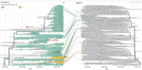 Figure 3. Phylogenetic tree of viral genomes carrying missense M mutations (left), coloured by the genotypes at M:82 (I: green; T: yellow), overlaid on the global SARS-CoV-2 phylogenetic tree (right and grey).